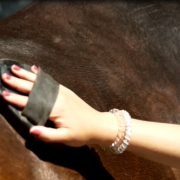 Ocio Ecuestre Adaptado – Asociación Equitación Positiva