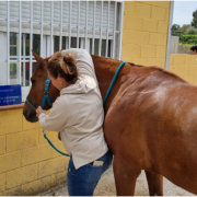 Fisioterapia y Odontología para los caballos de terapia – Asociación Al Paso