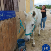 Fisioterapia y Odontología para los caballos de terapia – Asociación Al Paso