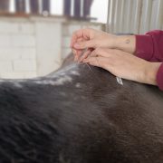 Sesiones de Fisioterapia Ecuestre – Asociación Equitación Como Terapia