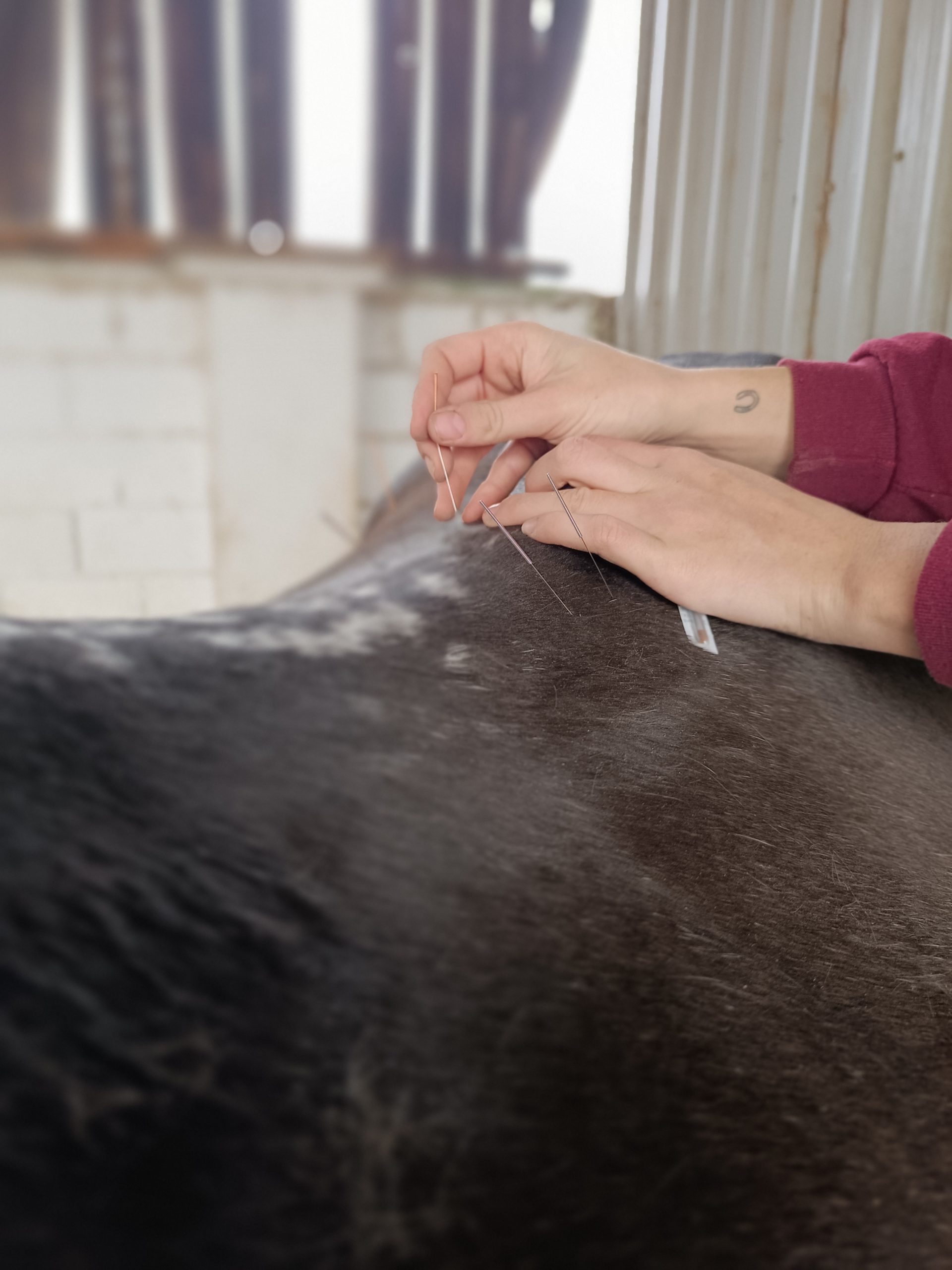 Sesiones de Fisioterapia Ecuestre – Asociación Equitación Como Terapia